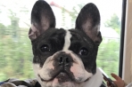 Chien