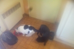 Chien