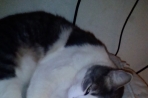 Chien