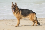 Chien