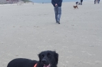 Chien