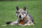 Chien