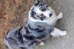 Chien