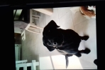 Chien