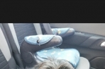 Chien
