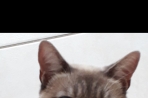 Chien