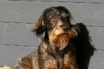 Chien