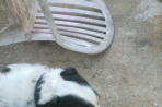 Chien