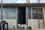Chien