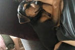 Chien