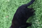 Chien