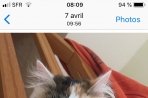 Chien