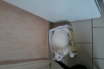 Chien