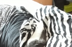 Chien
