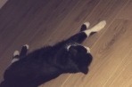 Chien