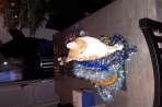 Chien