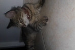 Chien