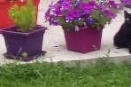 Chien