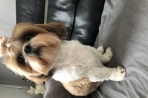 Chien