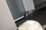 Chien