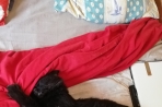 Chien