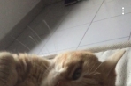 Chien