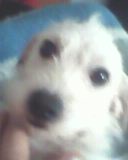Chien