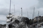 Chien