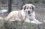 Chien