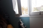 Chien