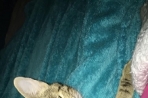 Chien