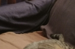 Chien