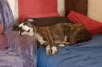 Chien