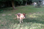 Chien