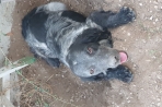 Chien