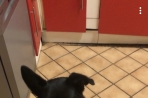 Chien