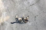 Chien