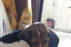 Chien