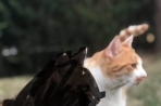 Chien