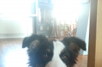 Chien