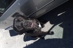 Chien