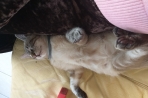 Chien