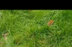Chien