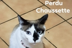 Chien
