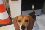 Chien