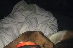 Chien