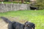 Chien
