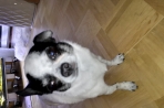 Chien