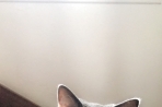 Chien