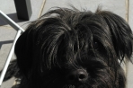 Chien
